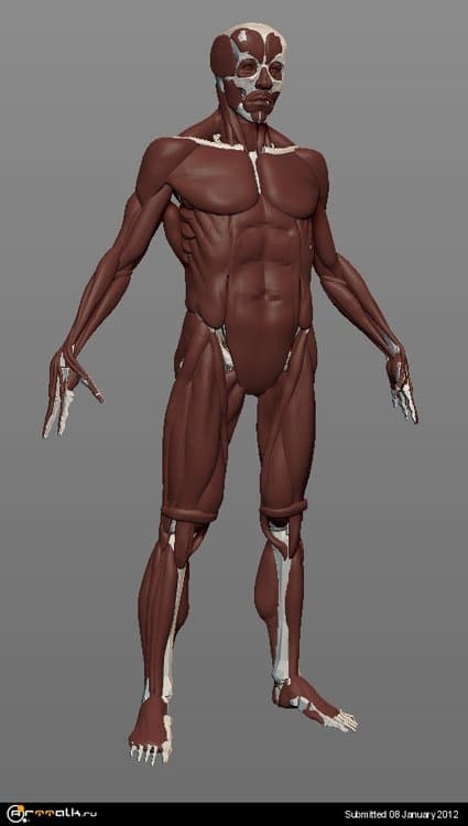 ecorche001.thumb.jpg.aae703a3211799e6da2abbe7ad2ac9fb.jpg