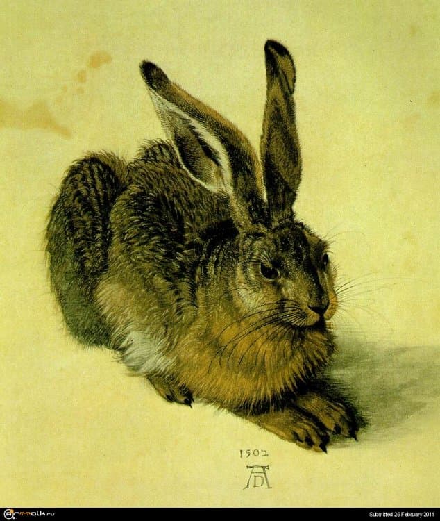 hare.thumb.jpg.ad4444d6e3f8610e69d7d689ee26812f.jpg