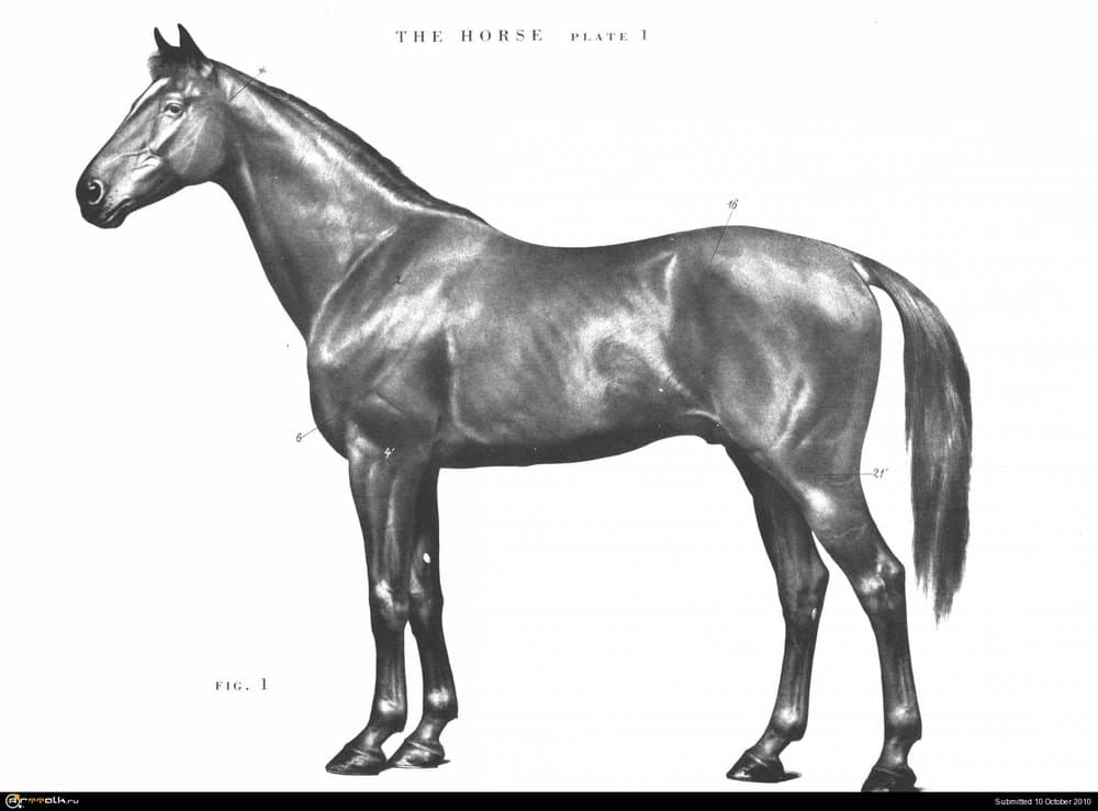 horse001.thumb.jpg.ac5f8aa3ff2cf9849212b47c8ce8c924.jpg