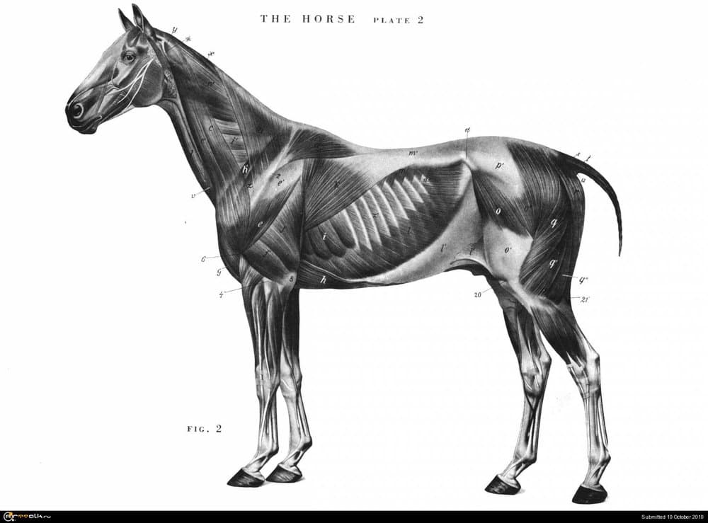 horse002.thumb.jpg.f0f2f689a8a016e703c4c16929d53e98.jpg