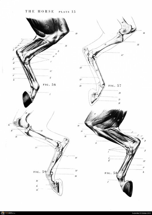 horse016.thumb.jpg.ed8ecfd8b616aac3cff7f054bf5bb776.jpg