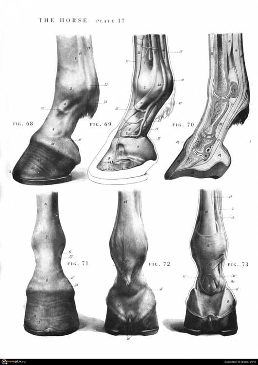 horse017.thumb.jpg.1b5fe5e5f1fb64d9363010bfc56d44cf.jpg