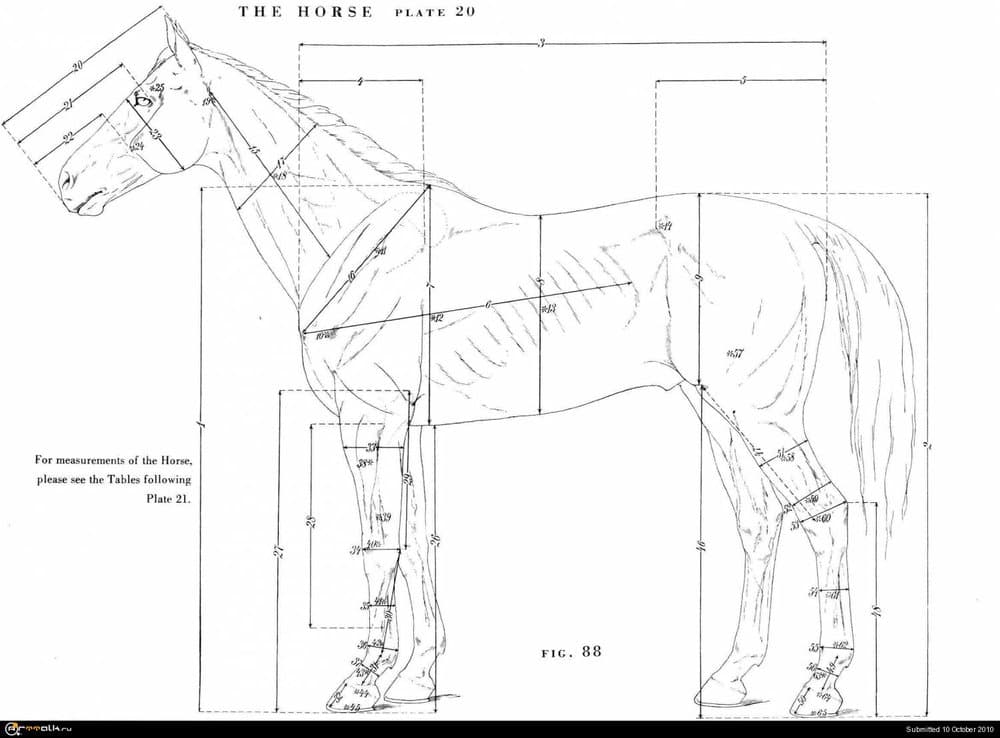 horse018.thumb.jpg.47eb6e9418a8d3a09c89929e7f8f03be.jpg