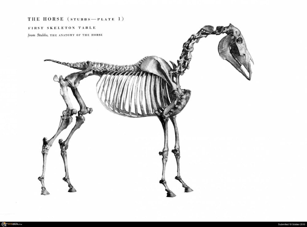 horse019.thumb.jpg.78488e1e4a56dae7bb2442cbdf280140.jpg