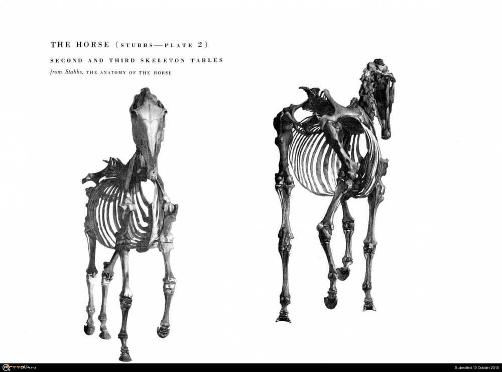 horse020.thumb.jpg.78a664fcc7d847ac2d5726ed6f90eef7.jpg