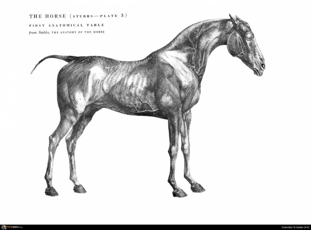 horse021.thumb.jpg.5608498dffcdca54810852ed177b6361.jpg