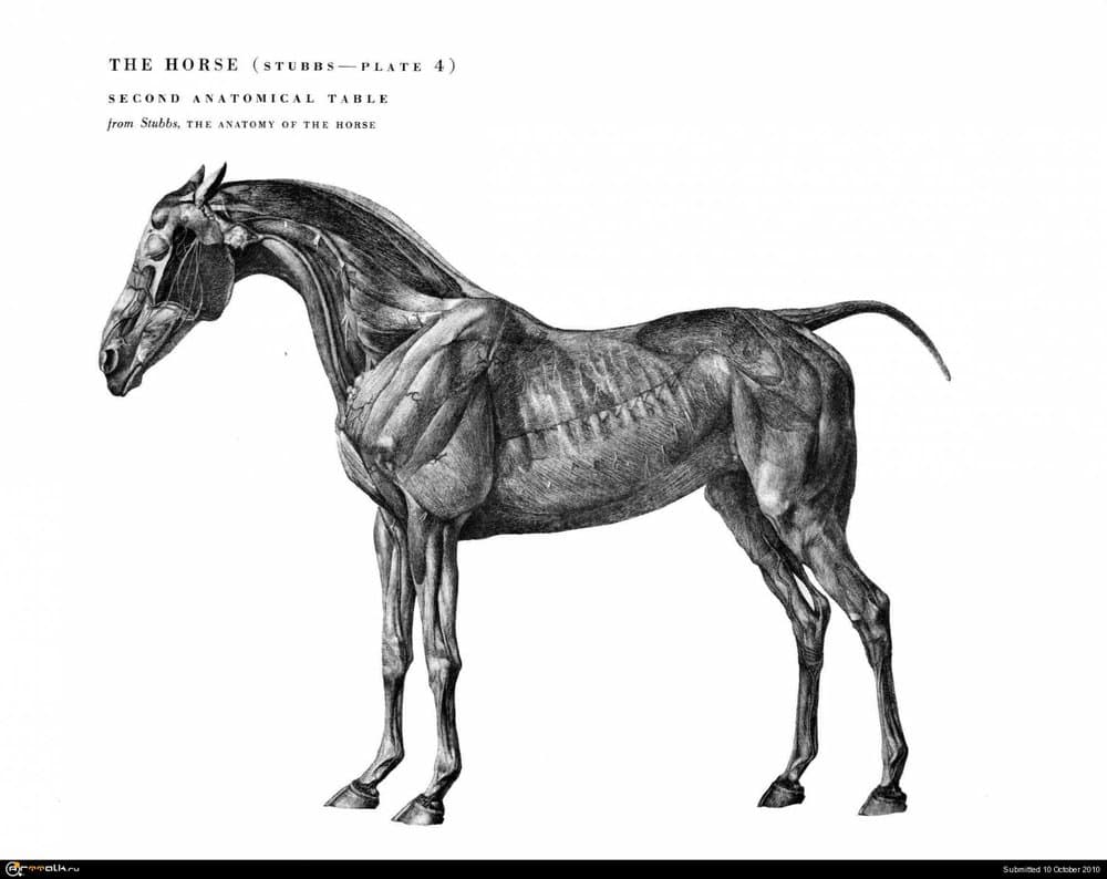 horse022.thumb.jpg.6d1a28eecd473ba2e03718bc215d5269.jpg