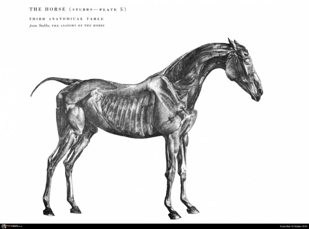 horse023.thumb.jpg.56f08f36dc14eef2c08793dd992838f6.jpg
