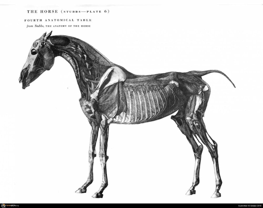 horse024.thumb.jpg.70d286eb9a23b432c8908f66ec9c55c2.jpg
