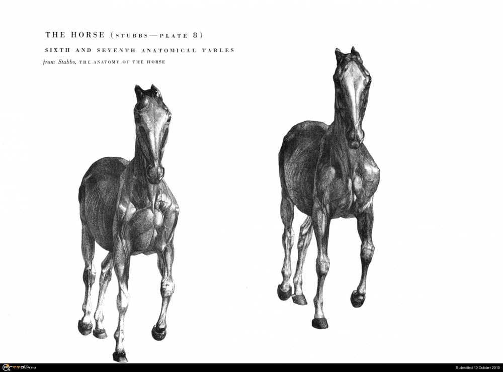 horse025.thumb.jpg.53b969bf3e5cbc48858f2408fc938831.jpg