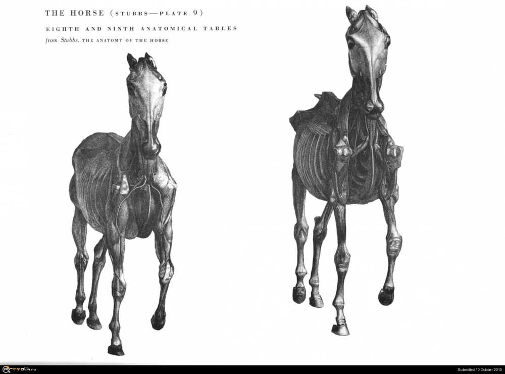 horse026.thumb.jpg.7eed1a30a40be670ac27f0c2f3d7ca97.jpg