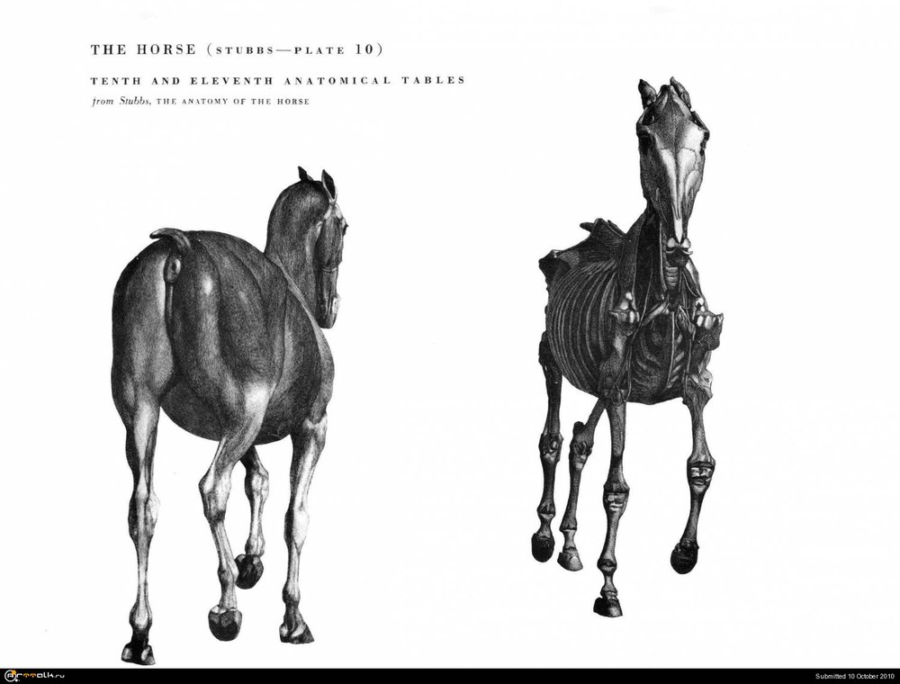 horse027.thumb.jpg.ea73a48cb26268e60ed2f52293f5fe96.jpg