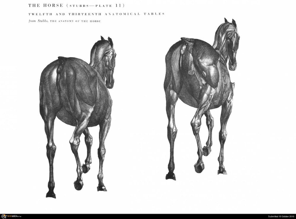 horse028.thumb.jpg.be0fe150382205f47611b6644bf0958b.jpg