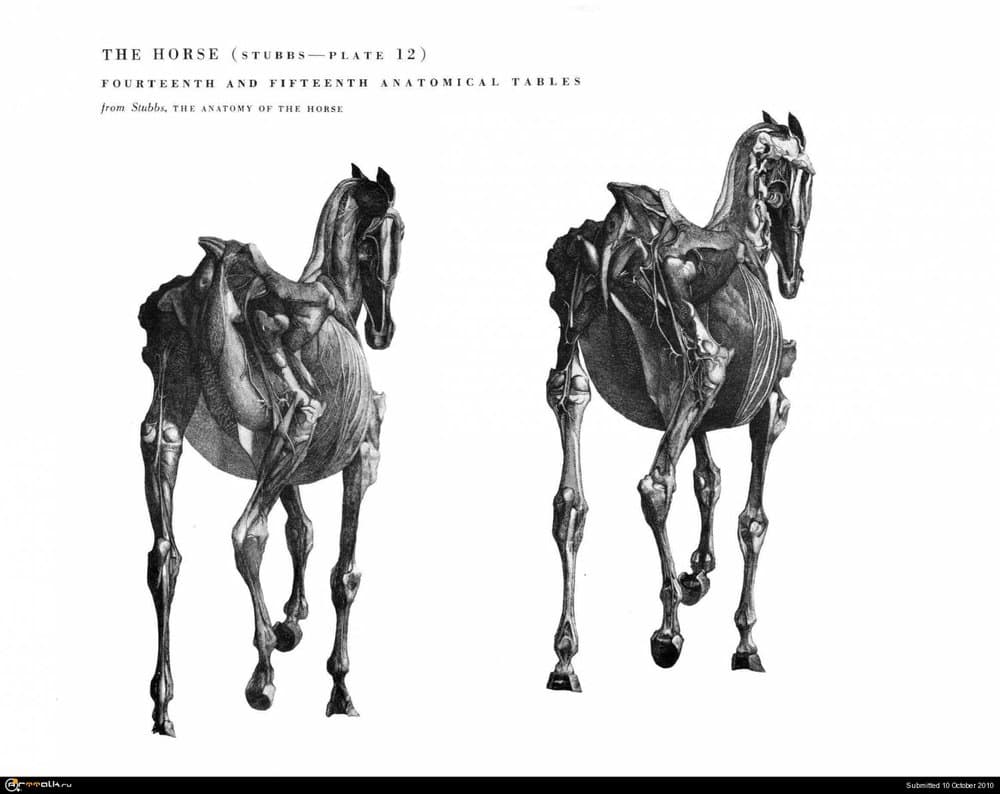 horse029.thumb.jpg.5dddc99ef0cabd7877ecd8e587f329b6.jpg