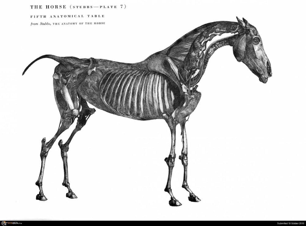horse030.thumb.jpg.86ccc1746964a5509750493dfac426f7.jpg