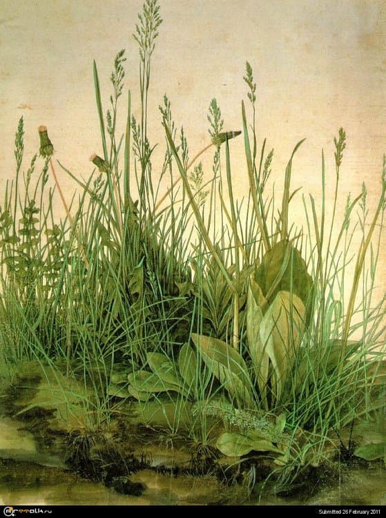 large-turf_albrechtdurer.thumb.jpg.88fe062bc43bdc45cae11e5122ddd69e.jpg