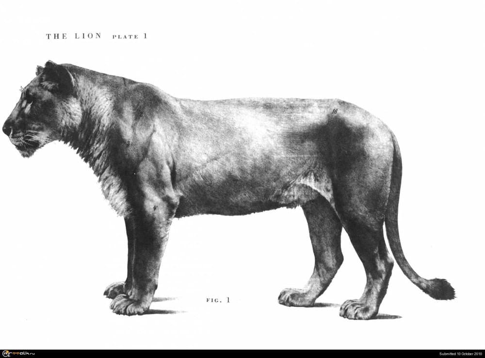 lion001.thumb.jpg.d09aaec8fa3ddc464dec1889a20262e0.jpg