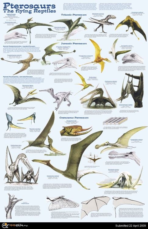 petrosauria-104-web.thumb.jpg.26cc61f80afb6f739fa58e388bc5c20a.jpg