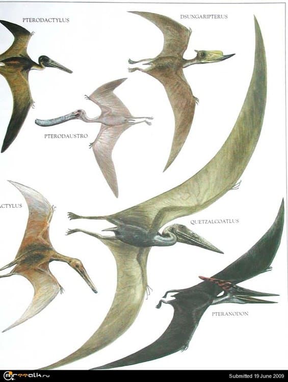 pterodactyl.thumb.jpg.64eaf9e90bb0c3042431d996e97de898.jpg