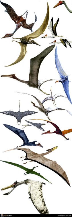 quetzalcoatlus2a.thumb.jpg.6531764759f0d5d37bc5cbe13d75f2da.jpg