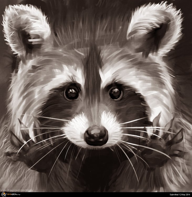 racoon1024.thumb.jpg.1abf66031d8cb24cb24382e6c3d4d5ac.jpg