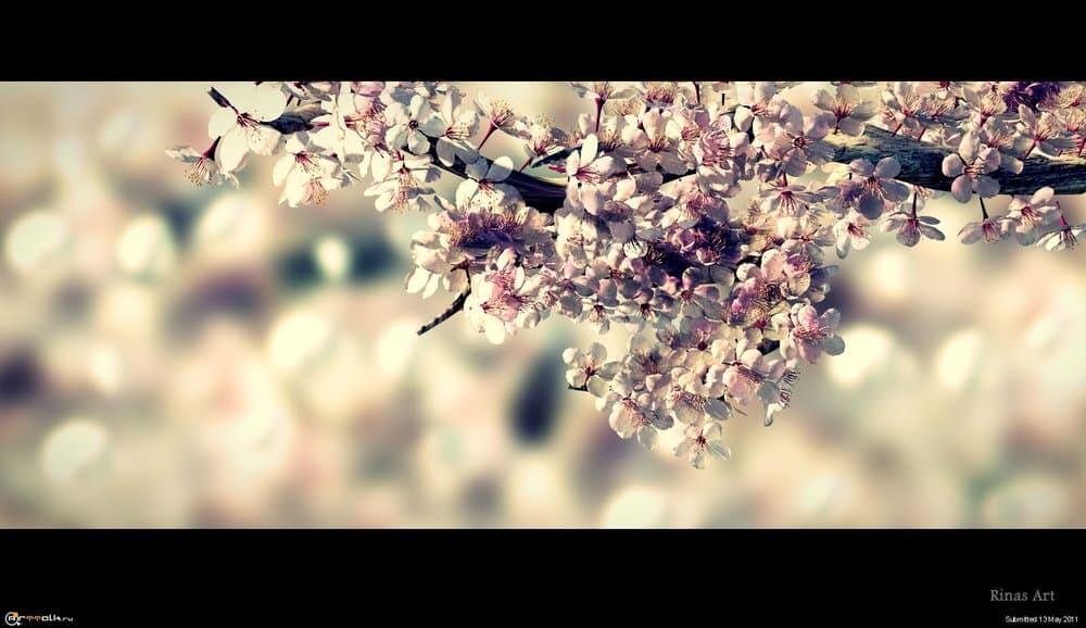 sakura.thumb.jpg.a9acc7472915ac8f43beb147cc246480.jpg
