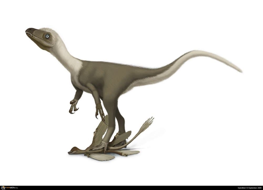 sinocalliopteryx1.thumb.jpg.2d8f74d73635f89c653980b9bb786e77.jpg