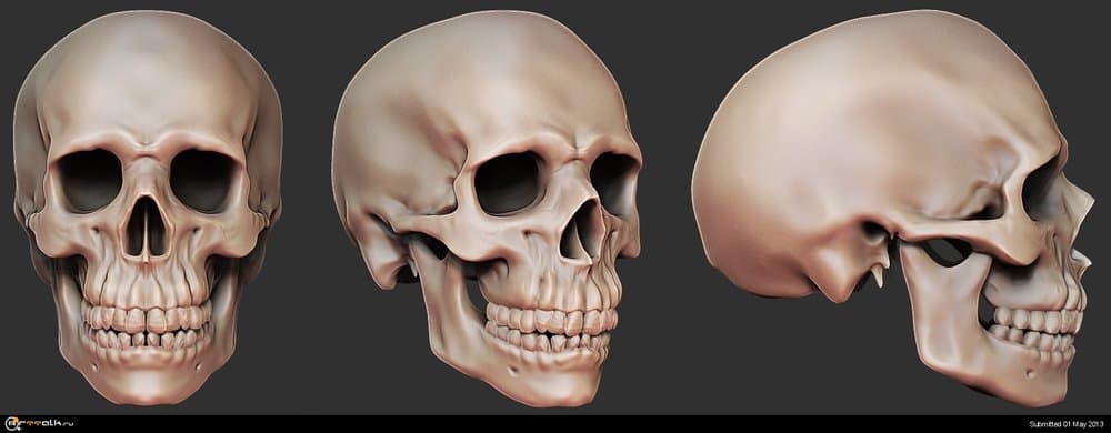 skull2.thumb.jpg.15fb85c2a6085f8876ffe7e28e02575e.jpg