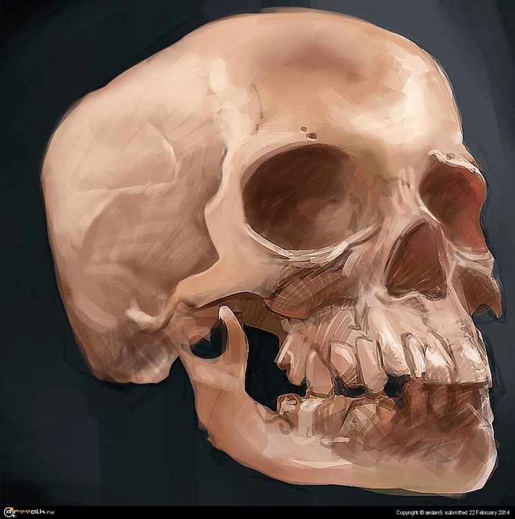 skull_study_22022014.thumb.jpg.229a6ee4fa6298106be09a37f8df19dd.jpg