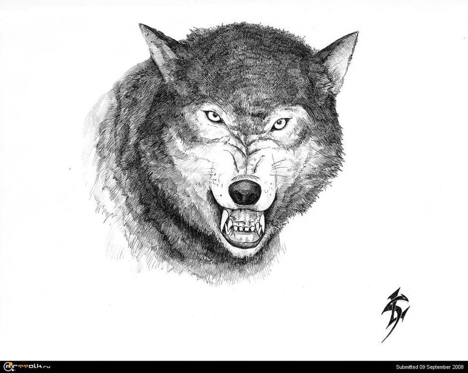 wolf(new)2.thumb.jpg.8ddc0d16486765a3fe3fa7b406994e8f.jpg