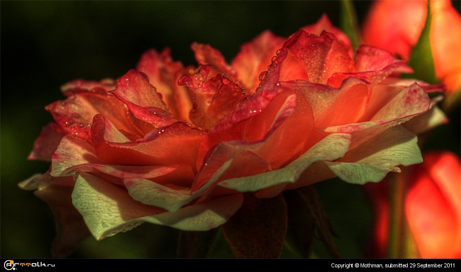 Rose