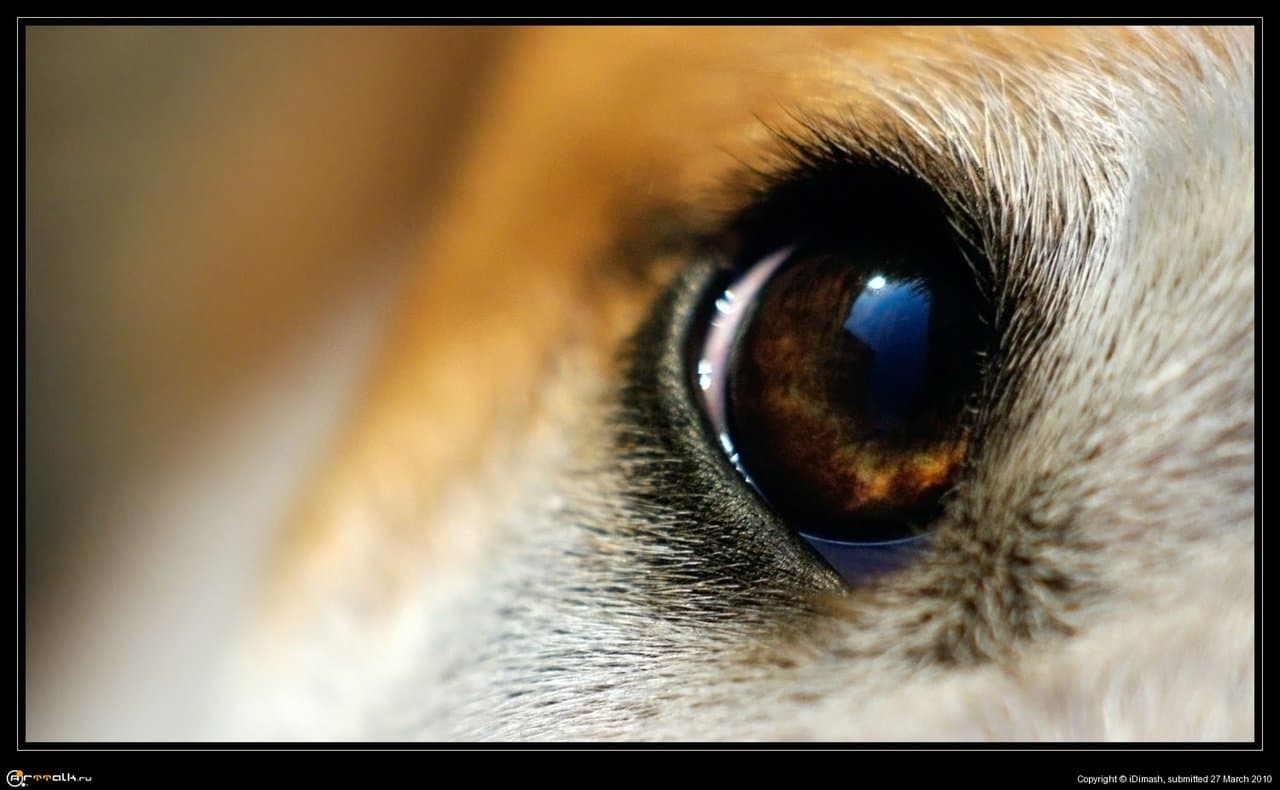 Я тебя вижу