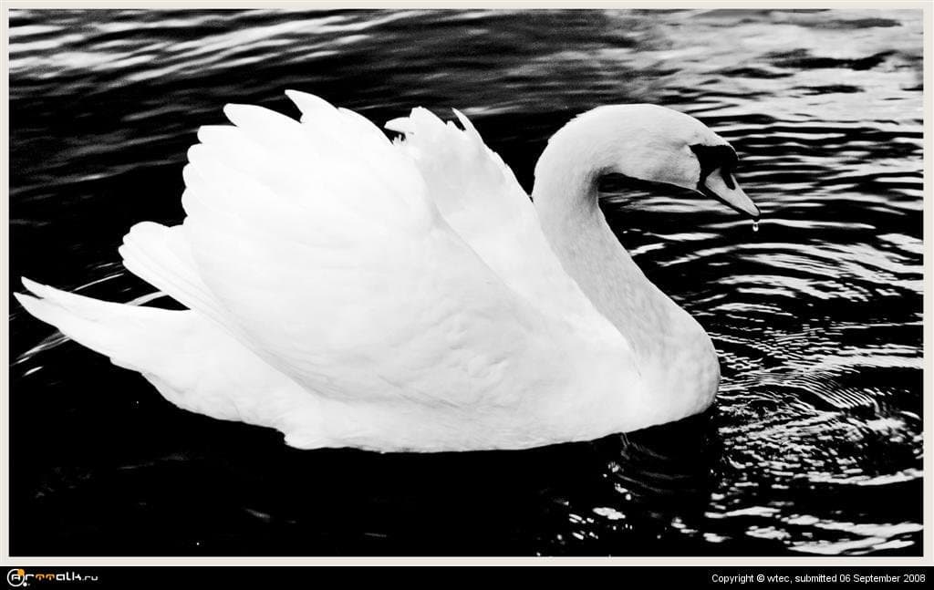 черно-белая грация