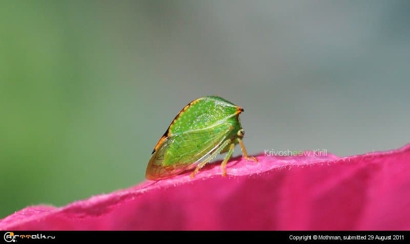 Treehopper