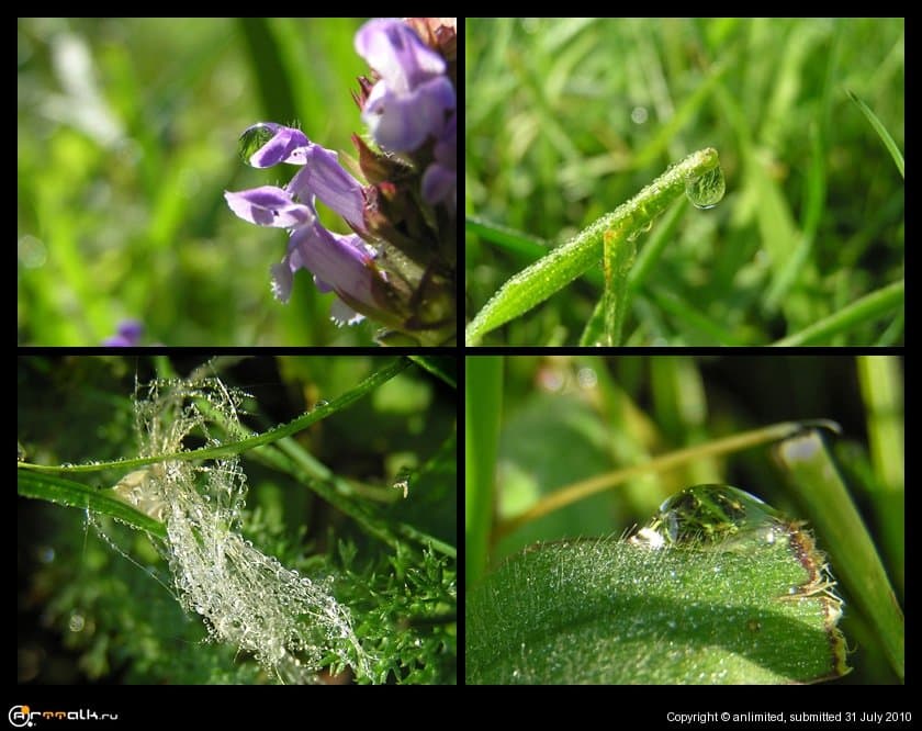 каплесекомые