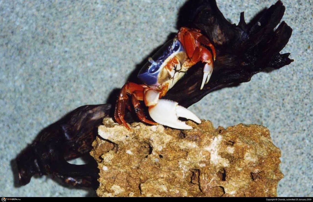 Триколор (не фотошоп!)