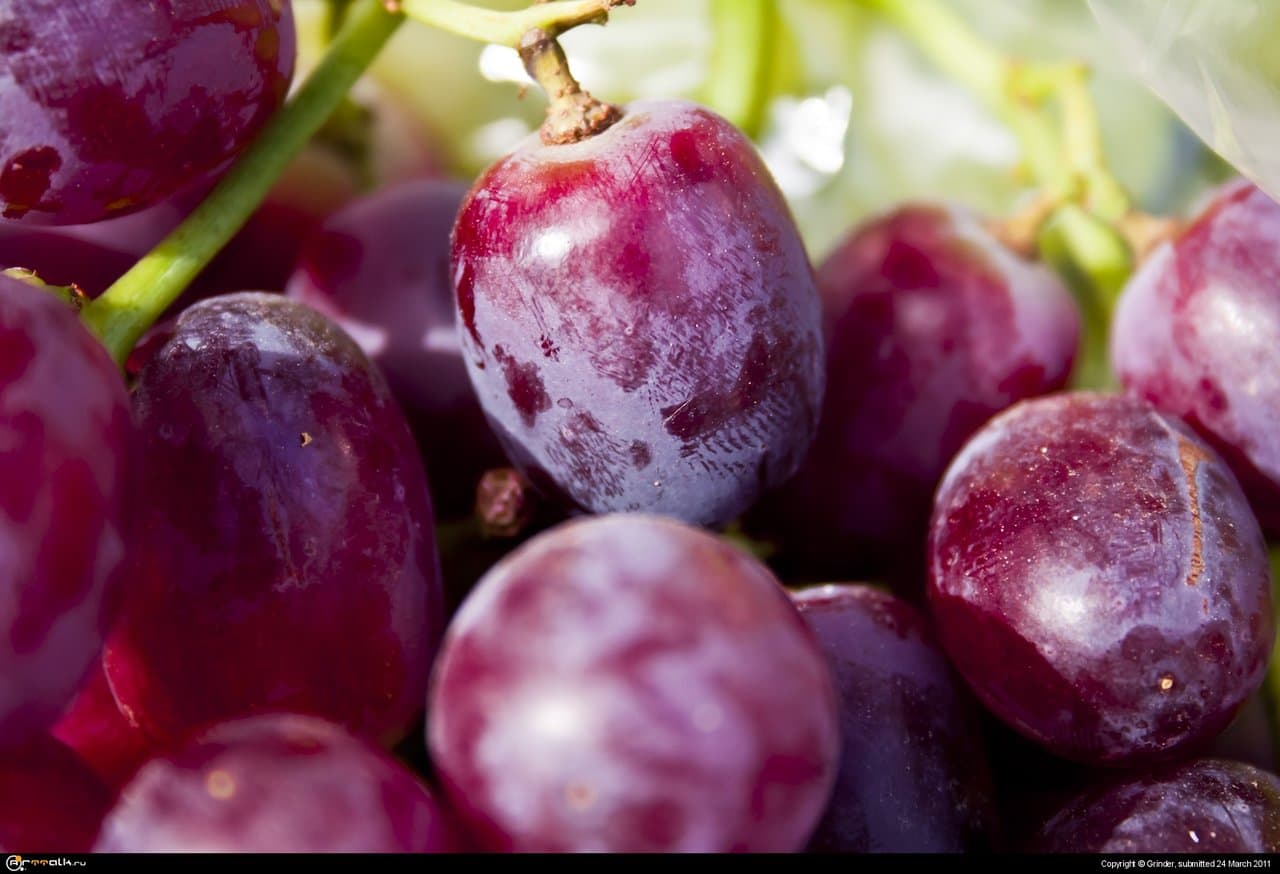 \"little Grape\"
