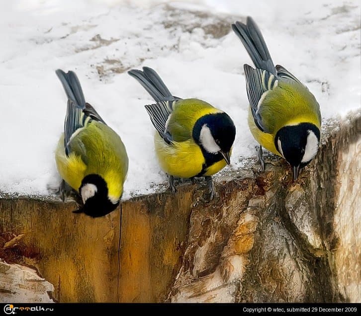 Любопытство-не порок...