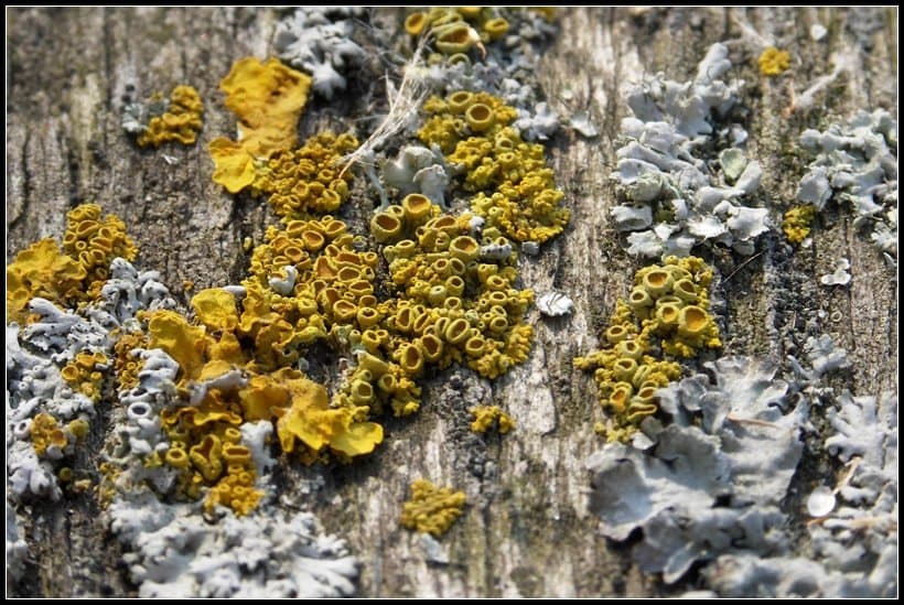 Форма жизни