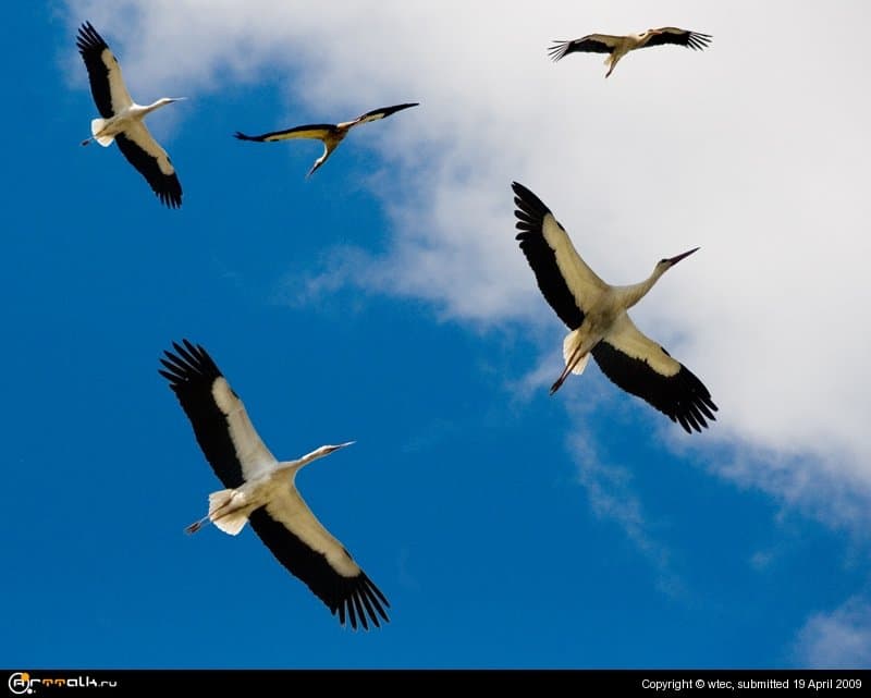 Возвращение.