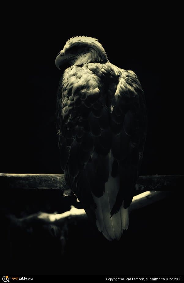 Орлан белокрылый