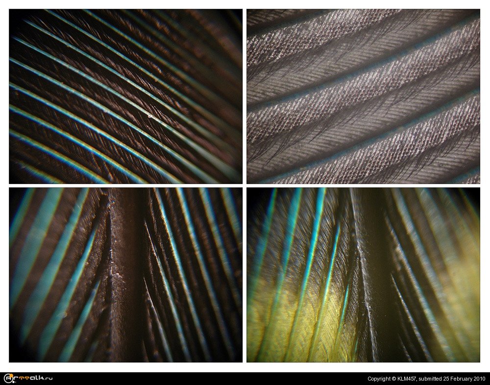 микрофотография_1