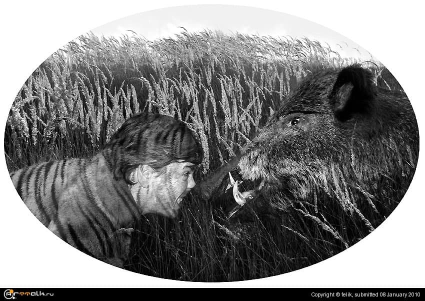 Кабанов в лесу много, а тигр один (притча)