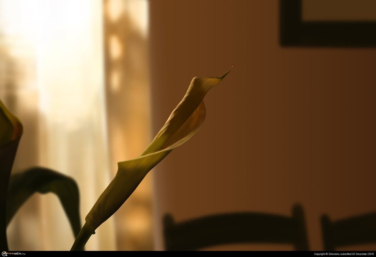 Цветок в тени