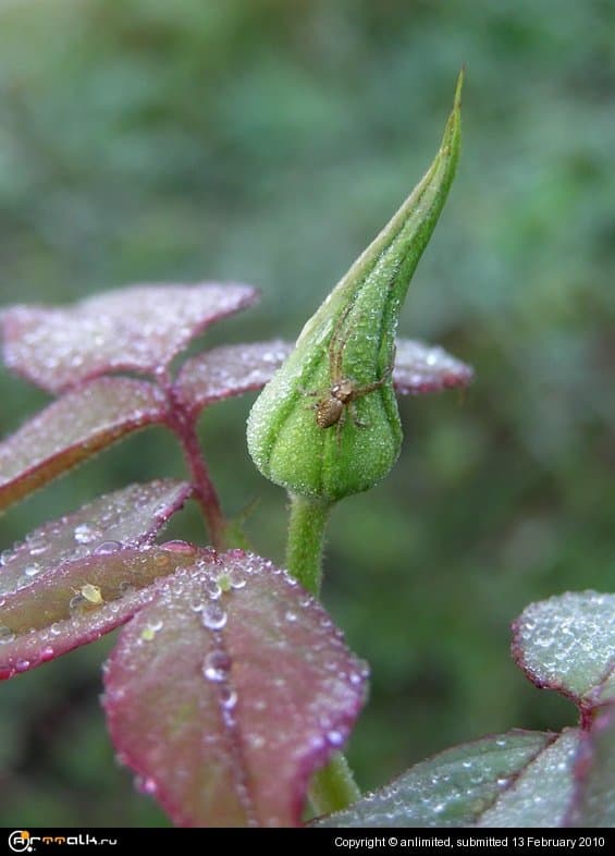 красавица и чудовище