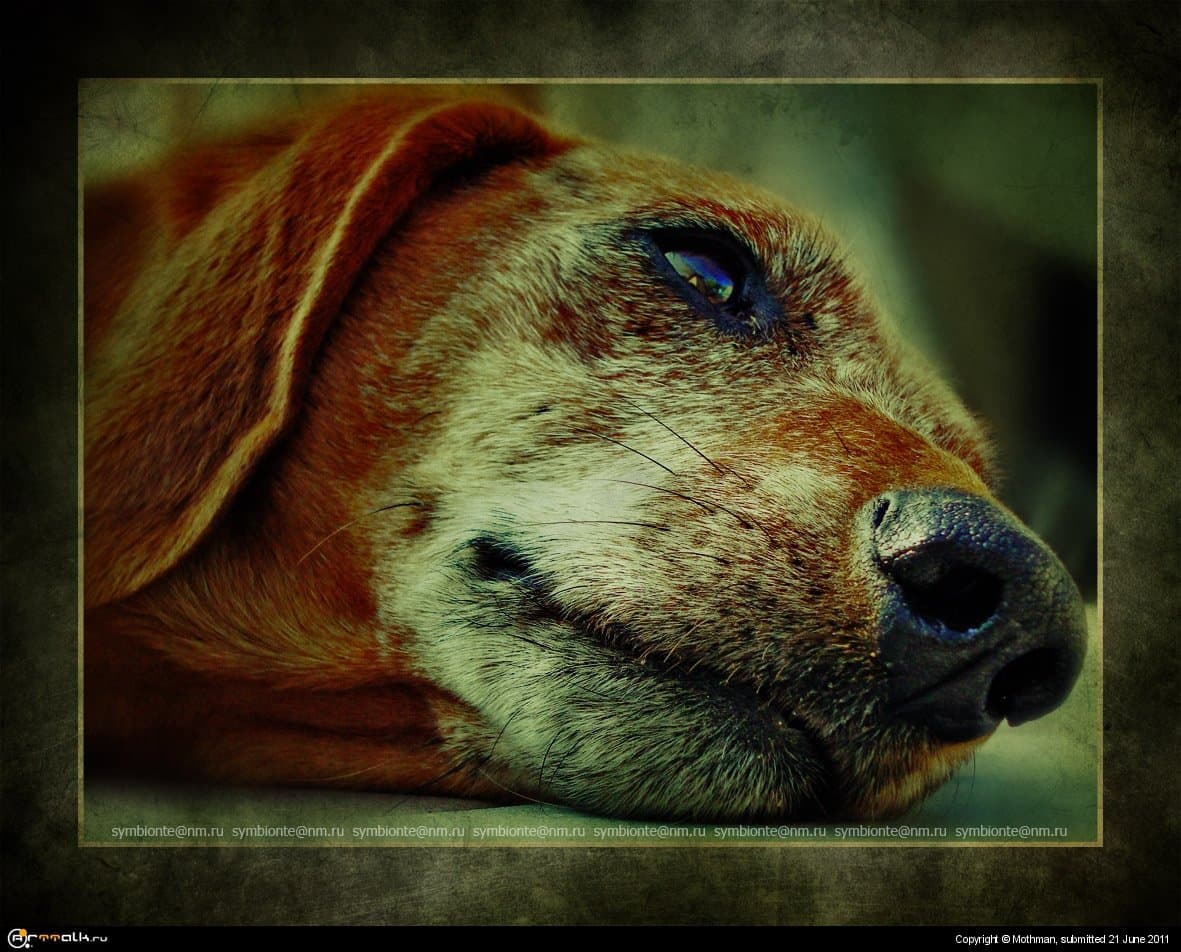 Старый Охотник