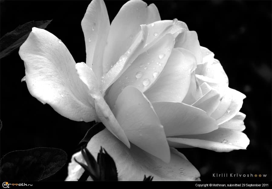 White R.