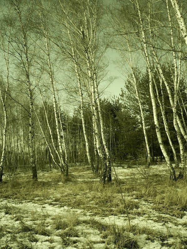 Весна зимой