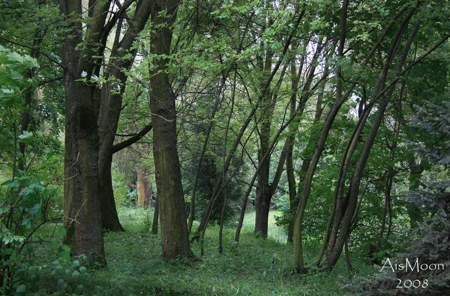 Зеленый покой