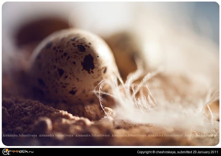 Eggs